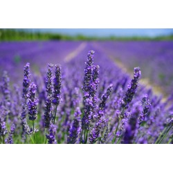 Essential Lavender Oil 40ml
