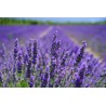 Essential Lavender Oil 40ml