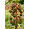Pure Castor Oil 40ml