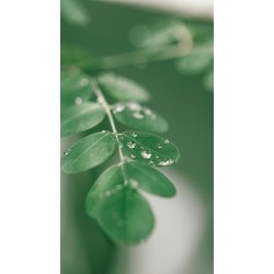 Pure Moringa Oil 40ml