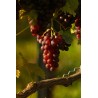 Pure Grapeseed Oil 40ml